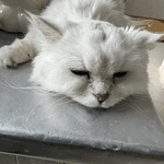 御礼です