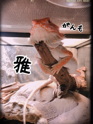 はっぴー?
