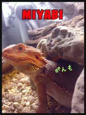 はっぴー