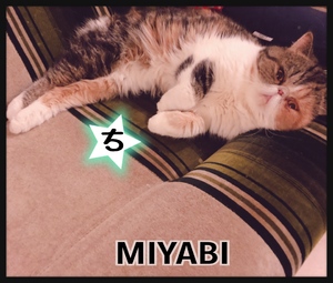 はっぴー
