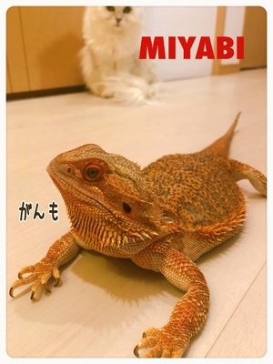 御礼です