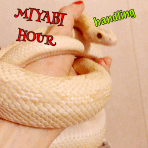 はじまりはじまり。