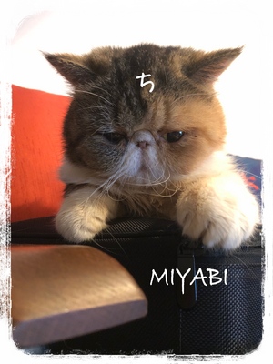 御礼です