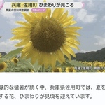 調べてみました。
