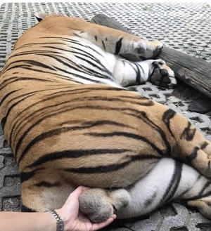 本日も