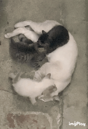 本日も