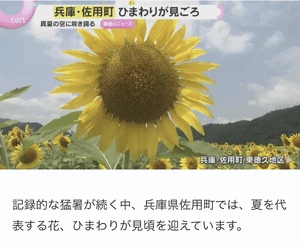 調べてみました。