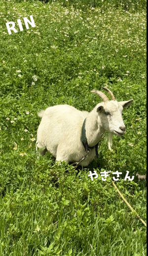 りん