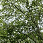 ヒトミ