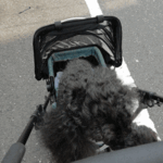 ヒトミ