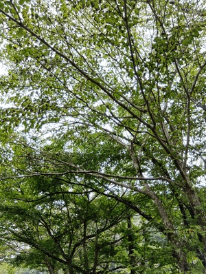 ヒトミ