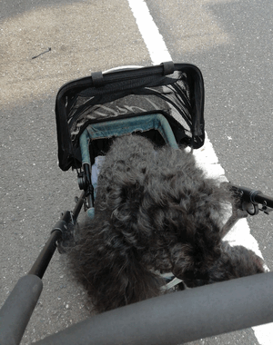 ヒトミ