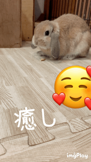 癒しの場