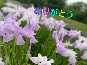 ありがとうございます