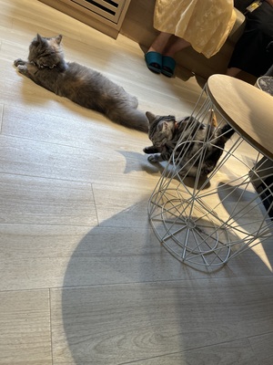 ありがとうございます！