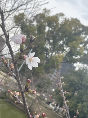 ありがとうございます