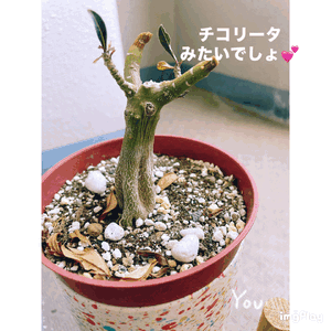 おはようございます