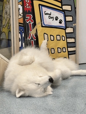ありがとう