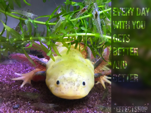 ☆