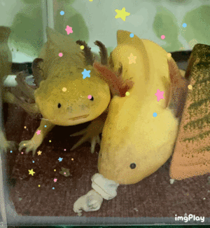 ☆