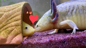 ☆