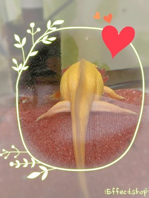 ☆