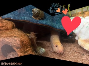 ☆