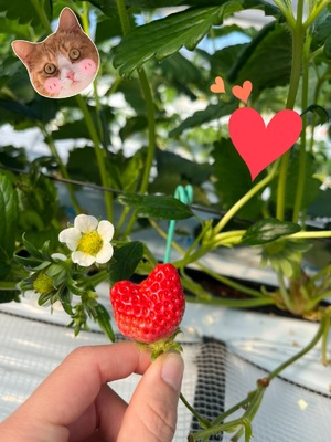 ☆