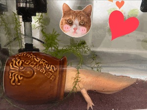 ⭐︎