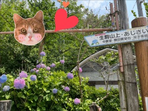 あじさい🪷