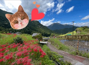 赤い花🌹