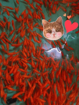 おまつり〜🏮