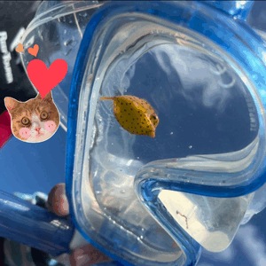 ボケボケ🐸