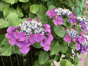 6/6
