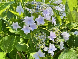 6/11