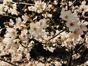 3/31
