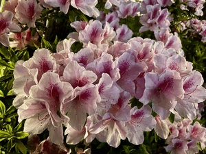 4/26
