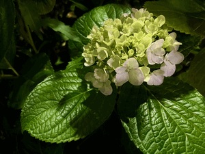 6/11