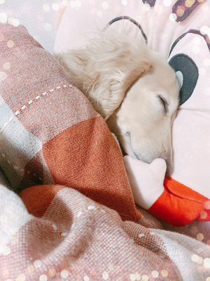 癒される❤️