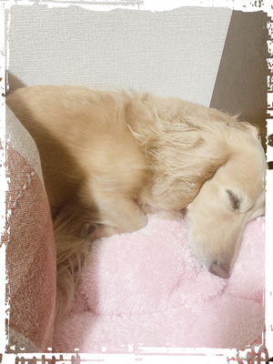 愛犬🥺❤️