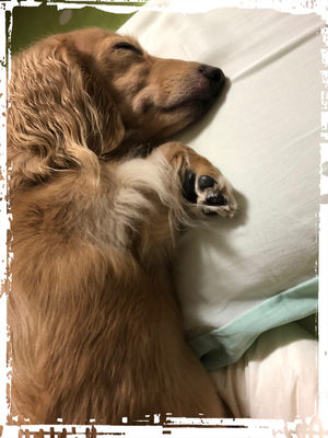 おやすみなさい❤️