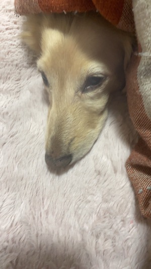 おやすみ💋