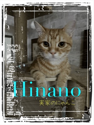 ひなの