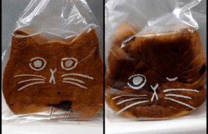 猫のみみをかじってみた
