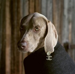 「見つめればCHANEL🐶」