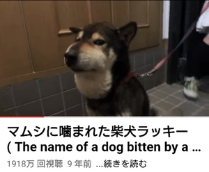 ラッキーの哀愁