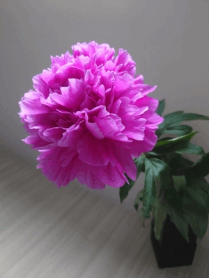 芍薬