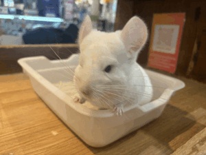 ありがとうございました♪
