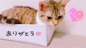 ありがとう