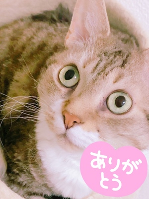 ありがとう